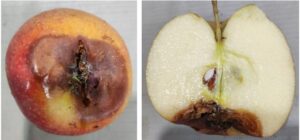 Resultados da Pesquisa com SteriCerto® em Maçãs Fuji